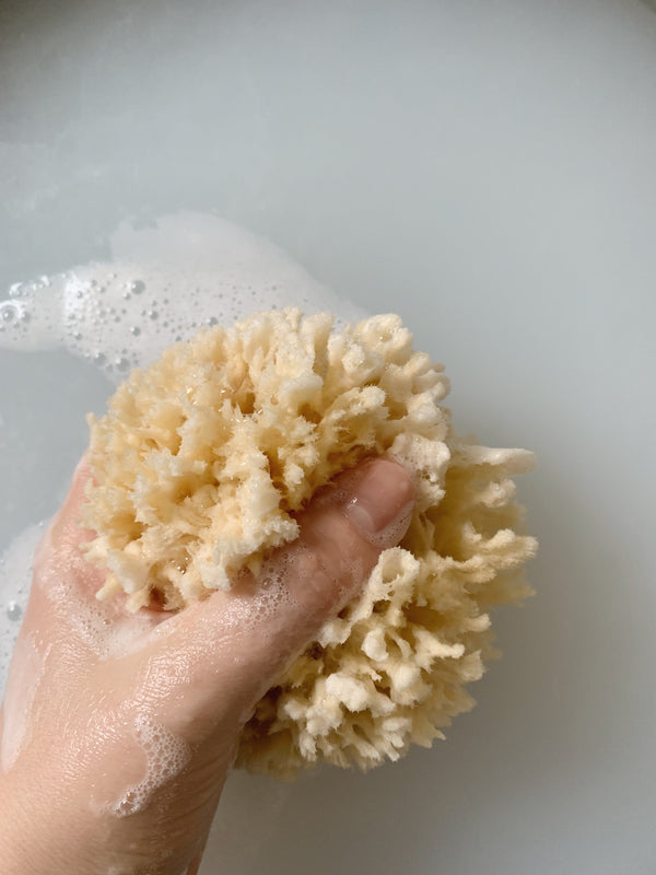 Natural Sponge